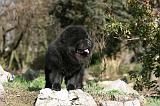 CHOW CHOW 627